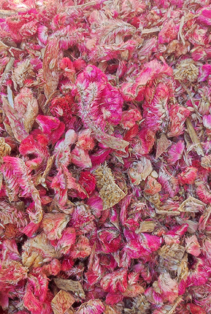 鸡冠花各种中药材名贵药材冷背药材批发有需一个是一斤