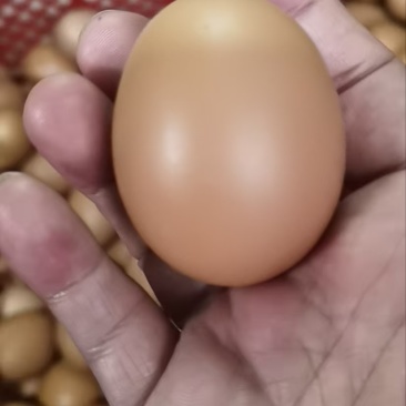 临期富硒鸡蛋