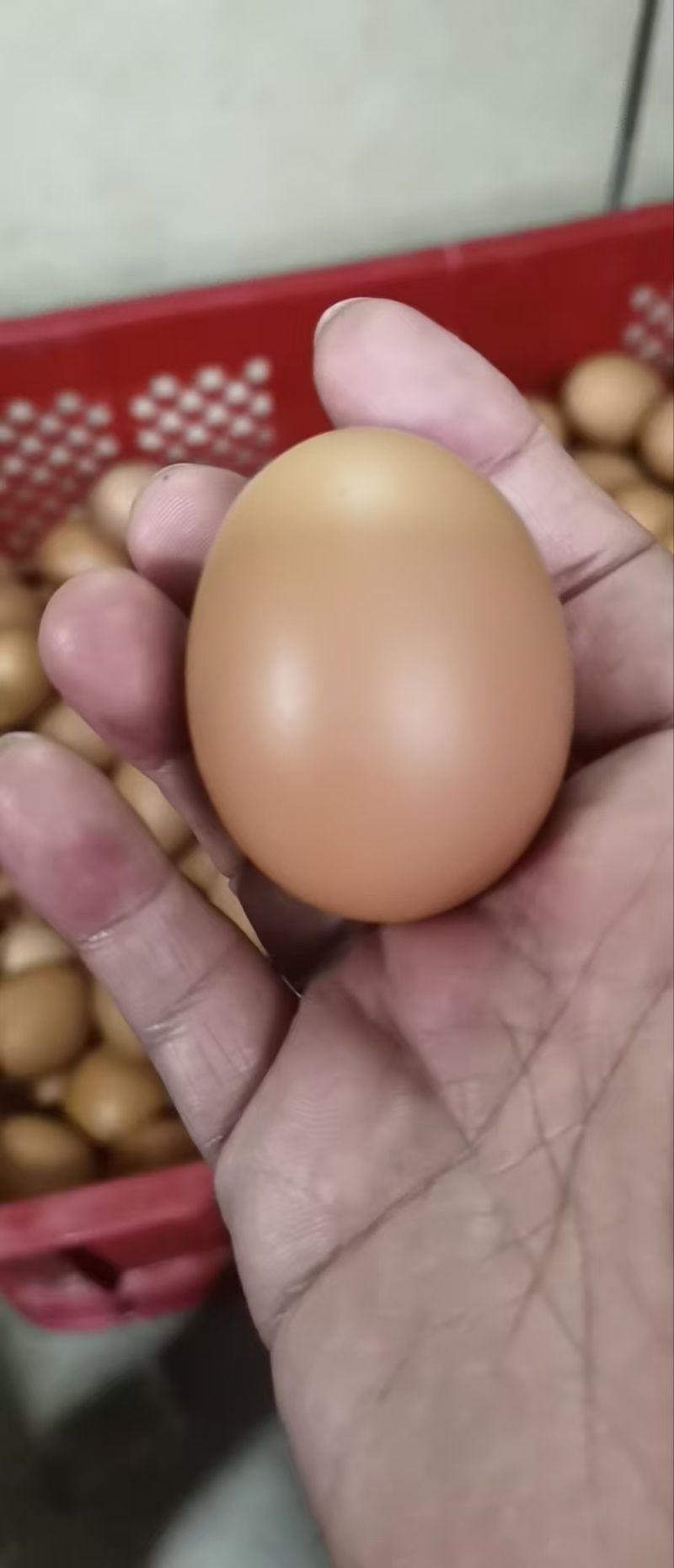 临期富硒鸡蛋