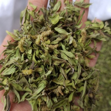 柳树芽柳芽