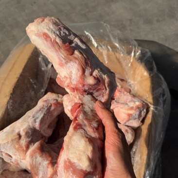 前腿骨