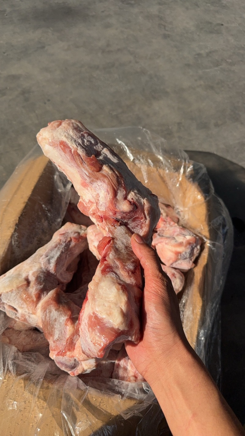前腿骨