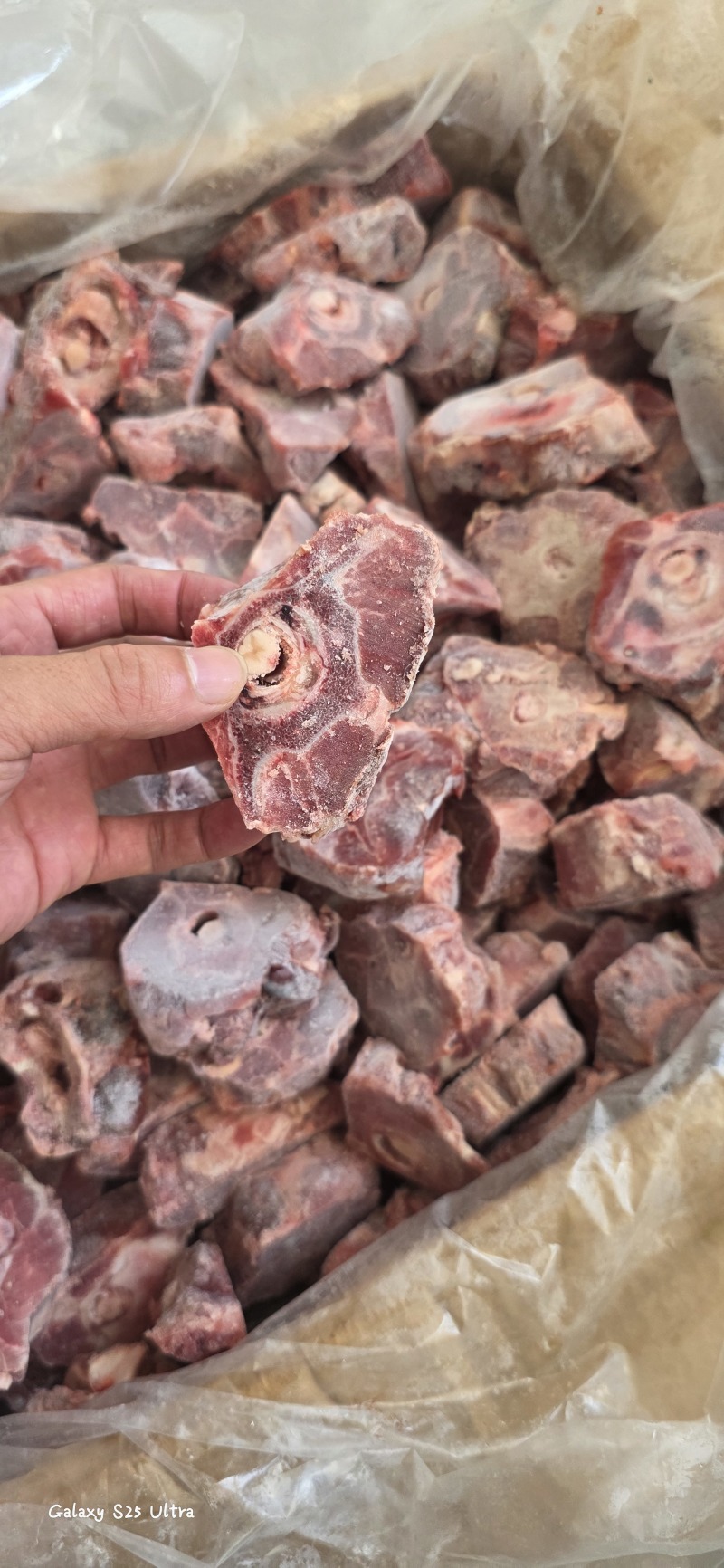 多肉羊脖骨