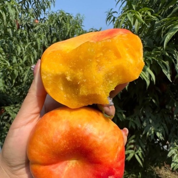 蒙阴蟠桃