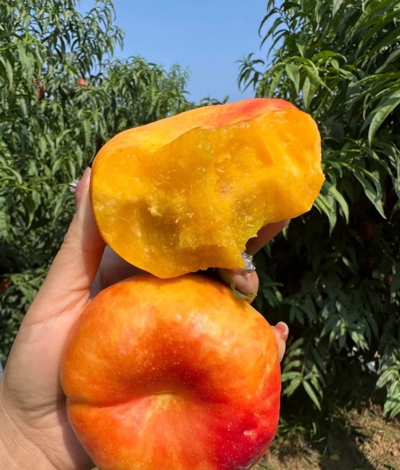 蒙阴蟠桃