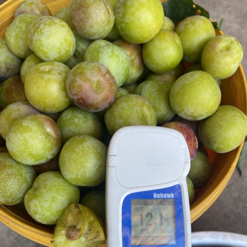 半边红