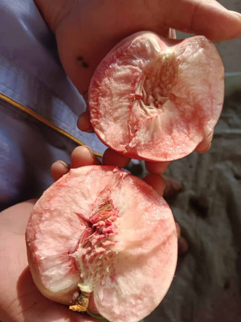 新生六号桃露天红桃凤凰二号桃都是大个头硬质红桃产地直采
