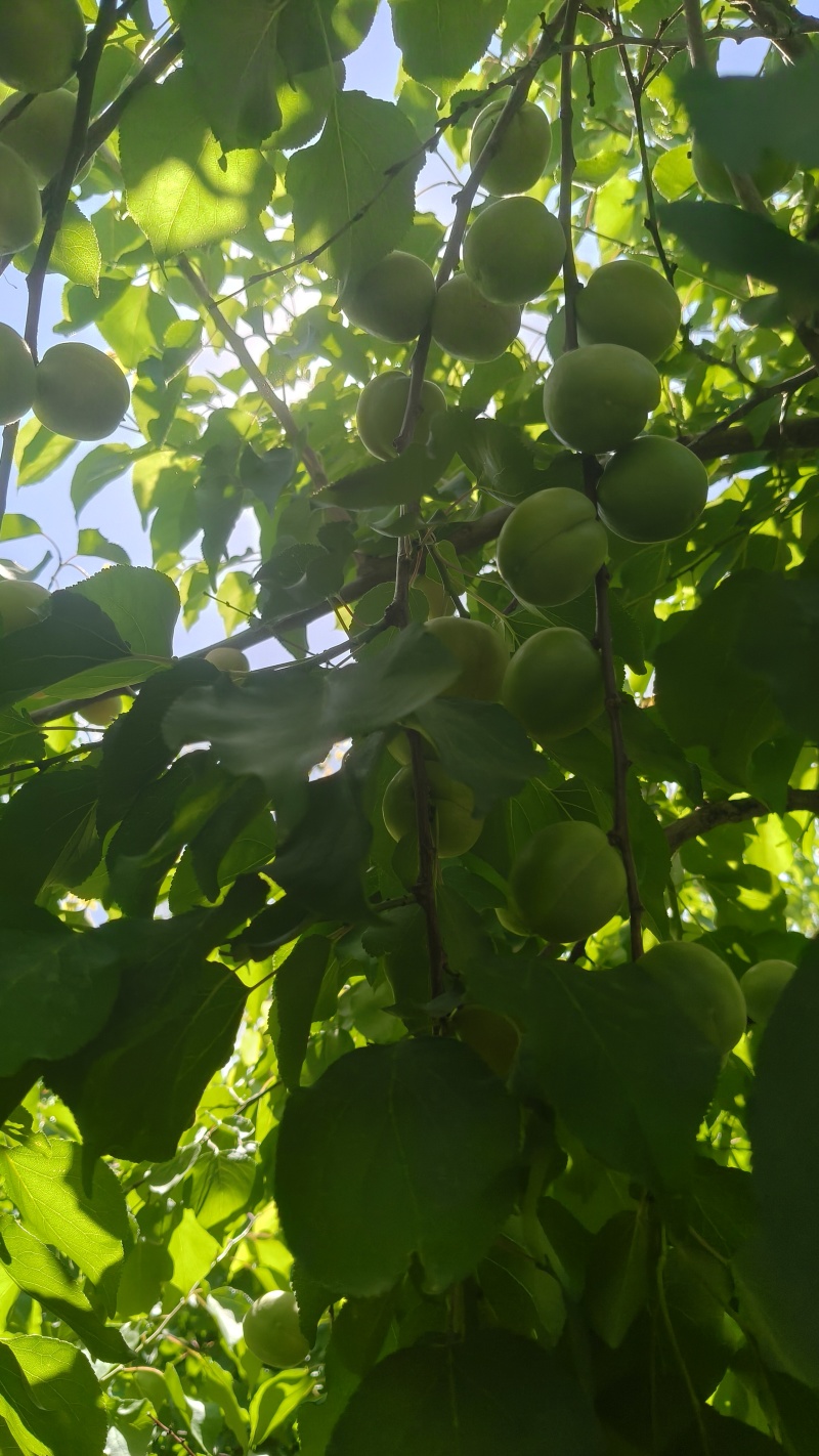 晚熟吊干杏