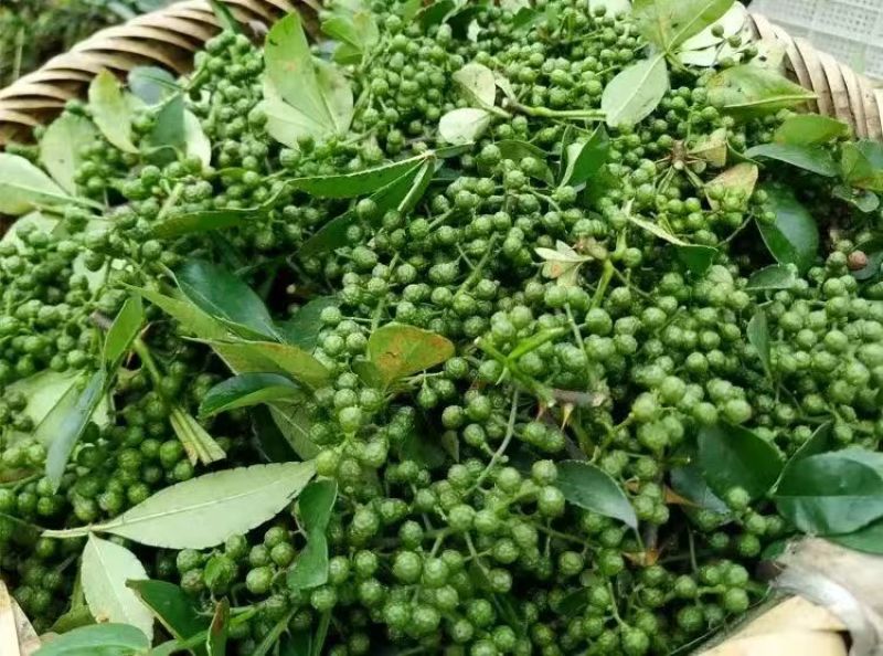 云南昭通青花椒，产地一手货源欢迎新老客户前来合作，量大优