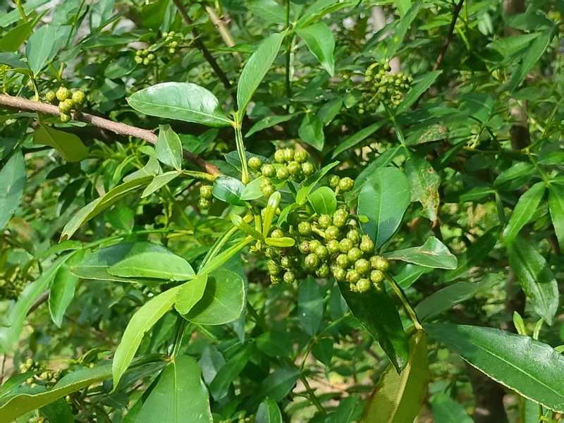 云南昭通青花椒，产地一手货源欢迎新老客户前来合作，量大优