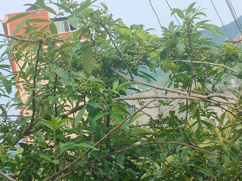 云南昭通青花椒，产地一手货源欢迎新老客户前来合作，量大优