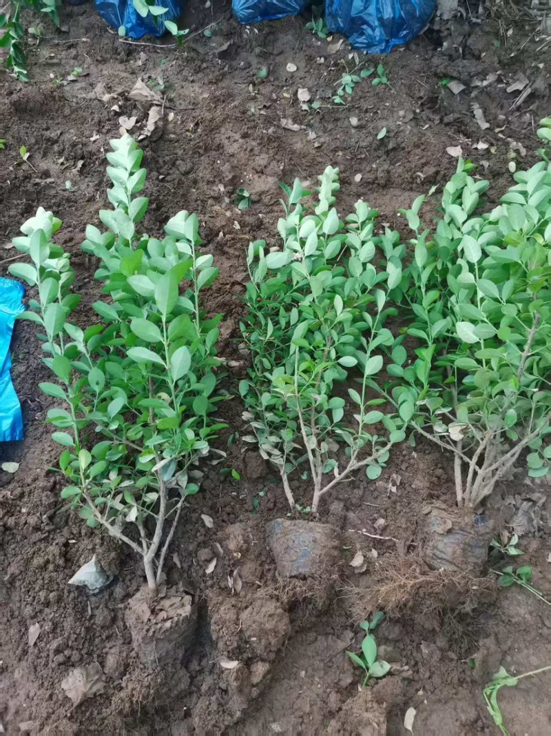卫矛杯苗小苗绿篱东北胶东卫矛万年青冬青大量灌木卫毛