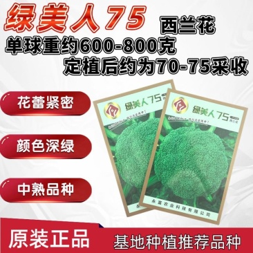 绿美人65天75天85天早熟中熟晚熟青梗花椰菜一代杂交西