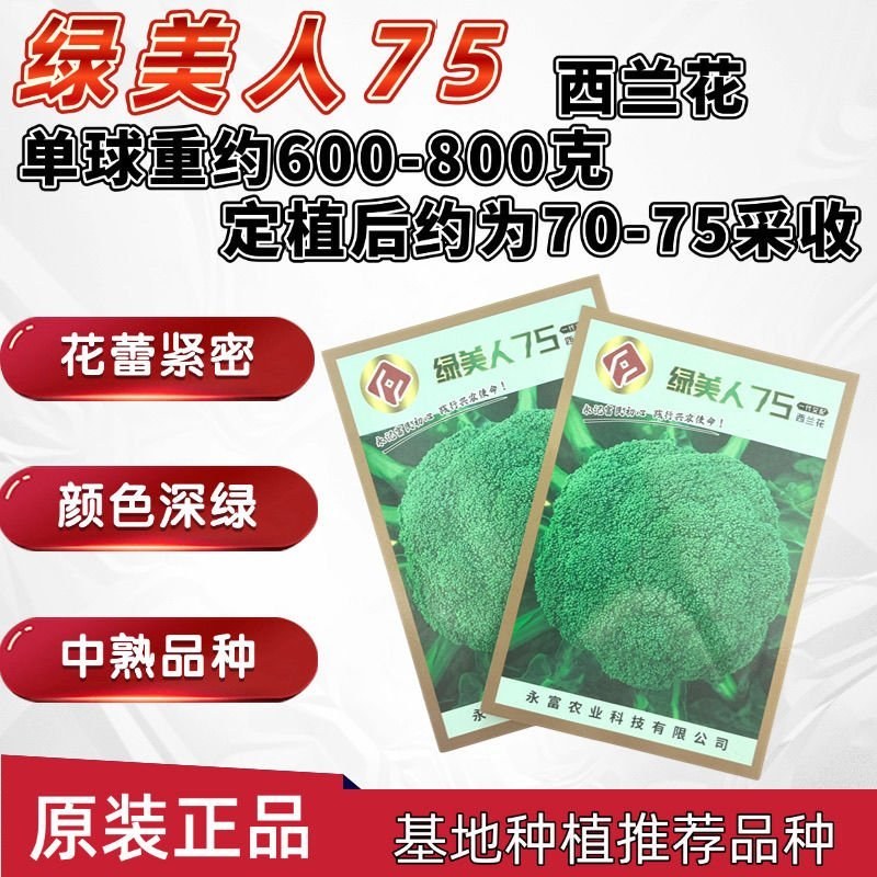 绿美人65天75天85天早熟中熟晚熟青梗花椰菜一代杂交西