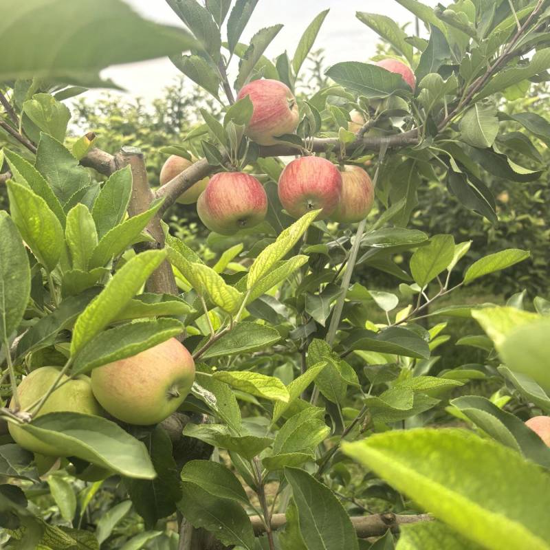 秦阳早熟苹果可以下单了，