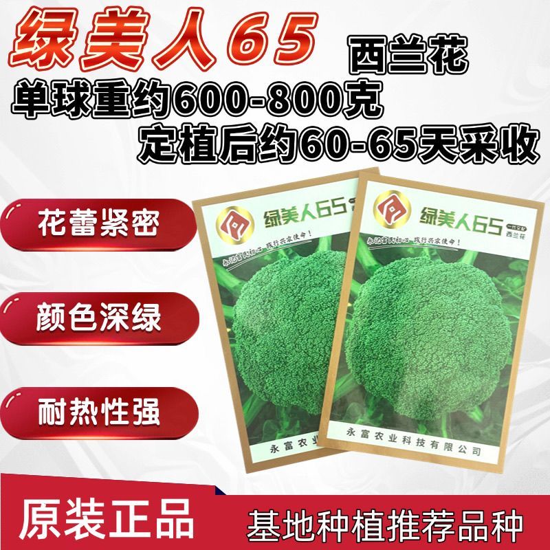 绿美人65天75天85天早熟中熟晚熟青梗花椰菜一代杂交西