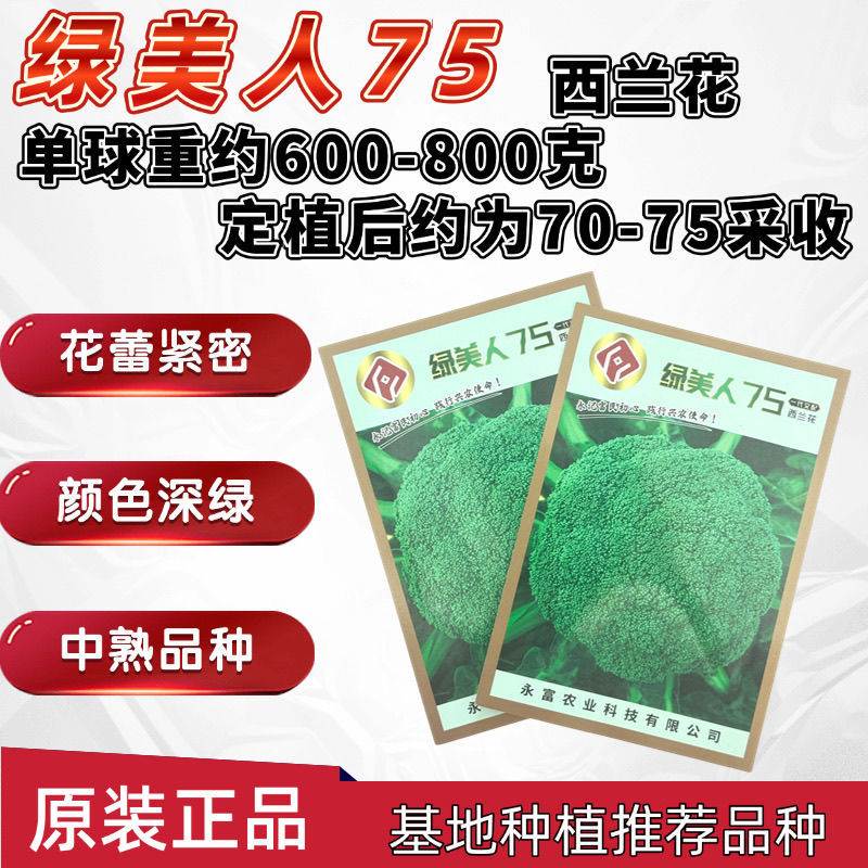 绿美人65天75天85天早熟中熟晚熟青梗花椰菜一代杂交西