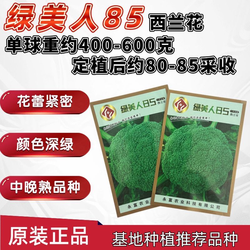 绿美人65天75天85天早熟中熟晚熟青梗花椰菜一代杂交西