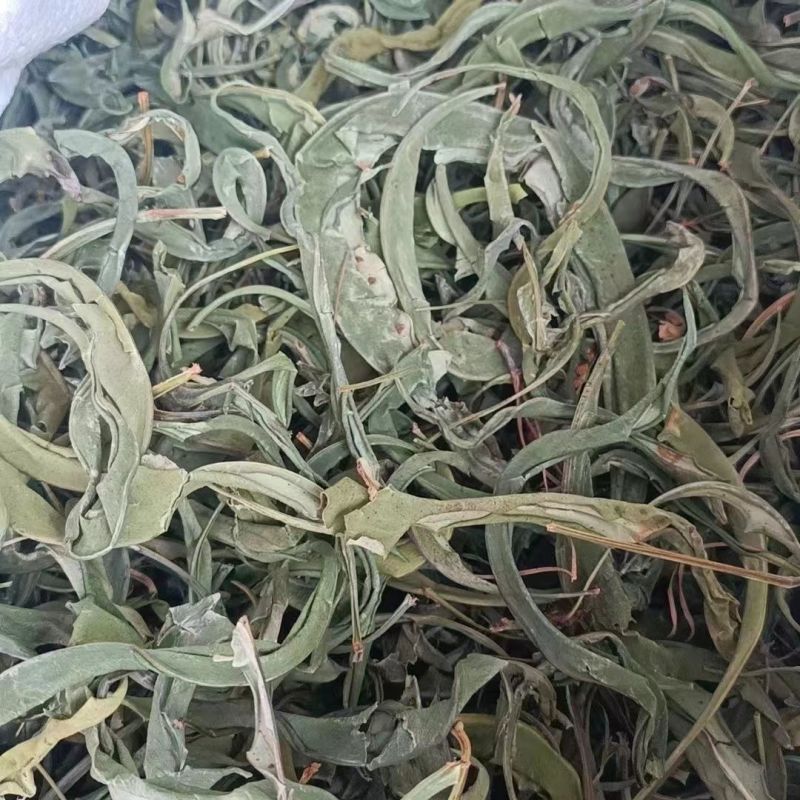 化石草精选野生化石草晒干高海拔中草药新货原生态新鲜纯