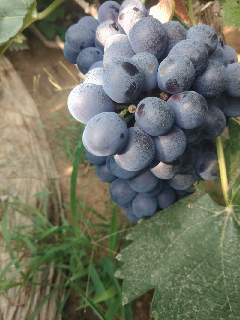 夏黑葡萄