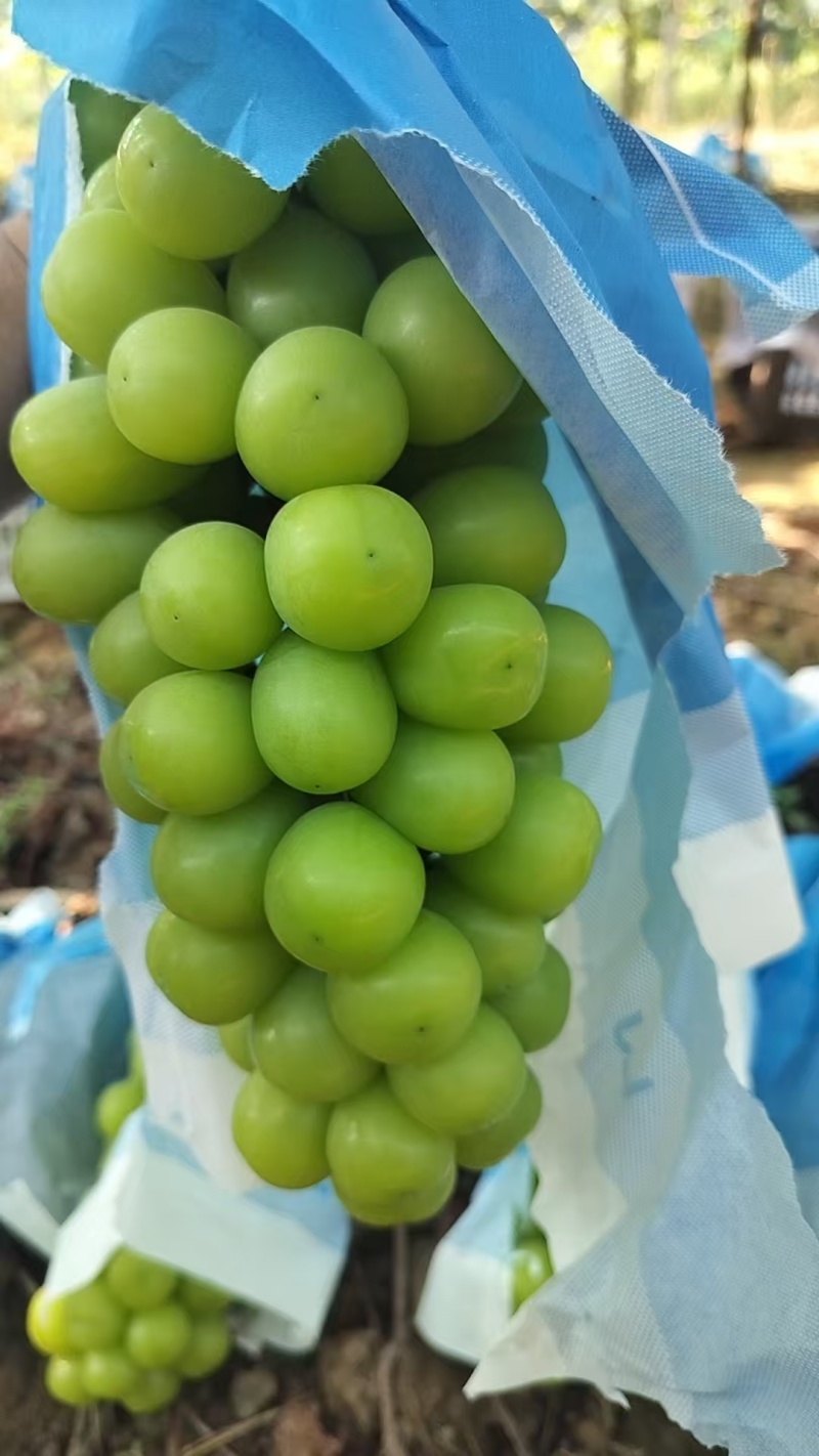 陕西阳光玫瑰葡萄大量供应，一手货源，价格实惠，欢迎选购