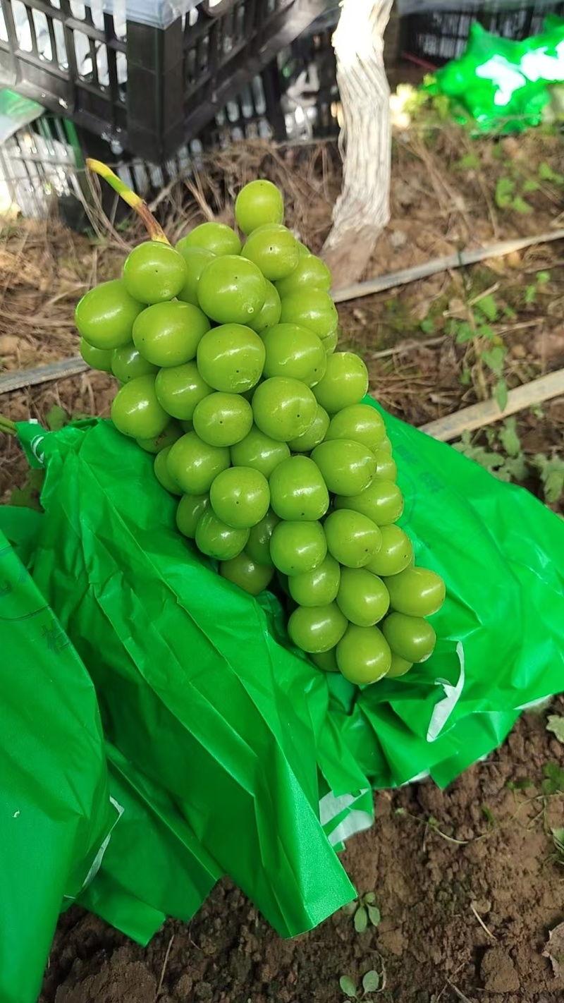 陕西阳光玫瑰葡萄大量供应，一手货源，价格实惠，欢迎选购