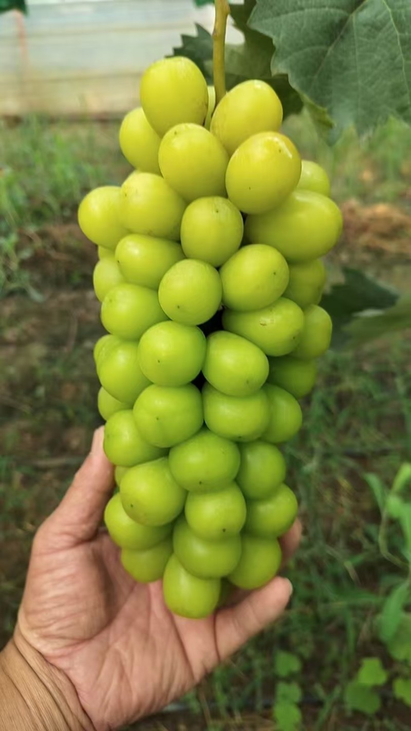 陕西阳光玫瑰葡萄大量供应，一手货源，价格实惠，欢迎选购