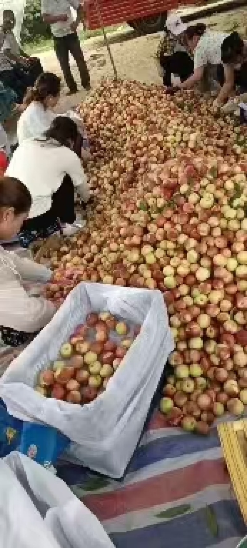 珍珠枣油桃，全国发货，保质保量，可视频看货，量大从优