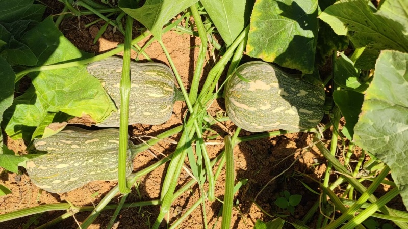 金香南瓜大量上市，质优价廉，保质保量，货源充足，