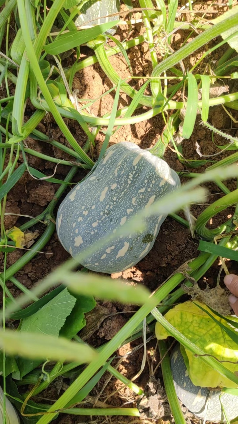 金香南瓜大量上市，质优价廉，保质保量，货源充足，