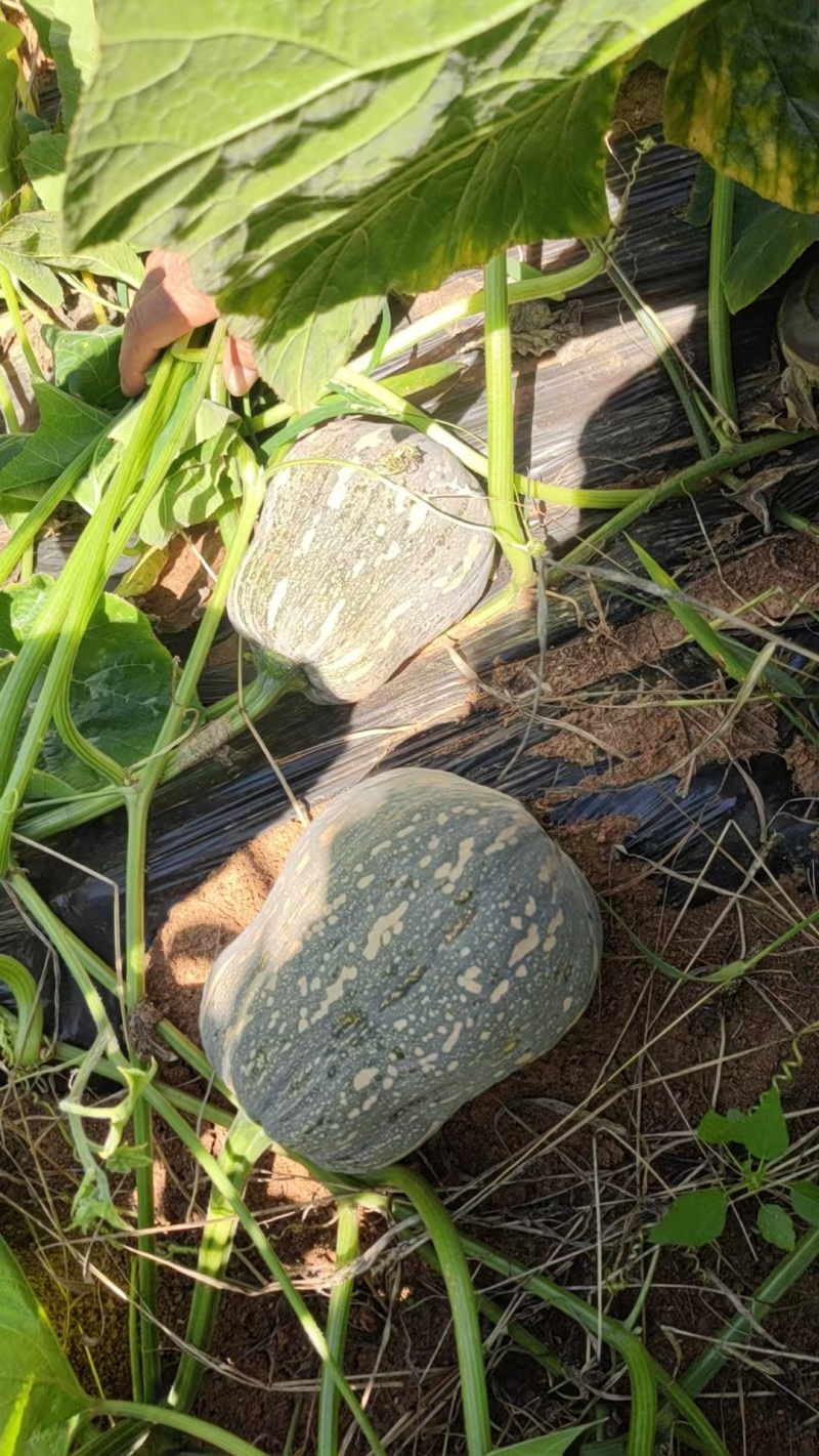 金香南瓜大量上市，质优价廉，保质保量，货源充足，