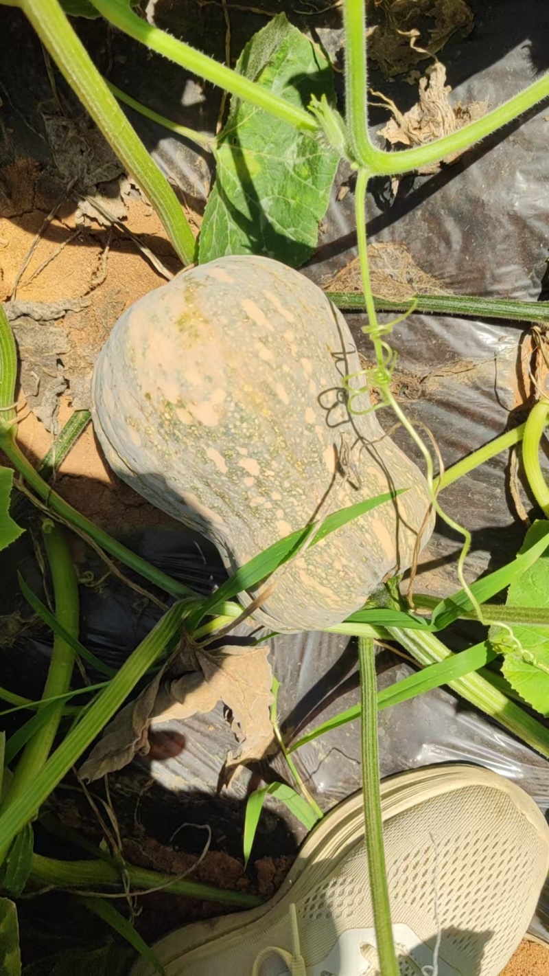 金香南瓜大量上市，质优价廉，保质保量，货源充足，