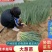 [强烈推荐]铁杆大葱苗一代葱苗包成活，全国发货