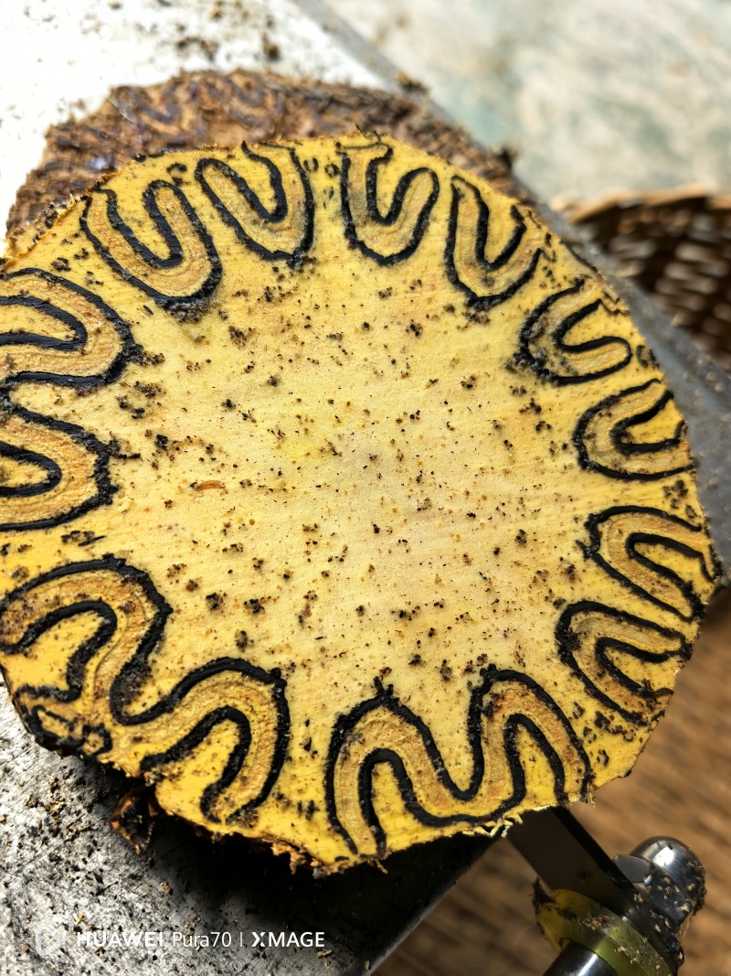 龙骨风
