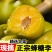正宗六马蜂糖李
