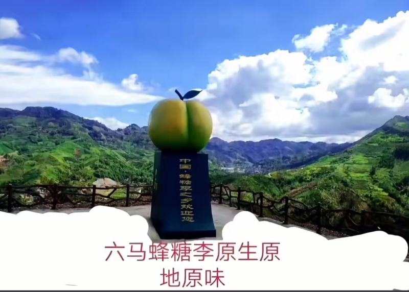 正宗六马蜂糖李