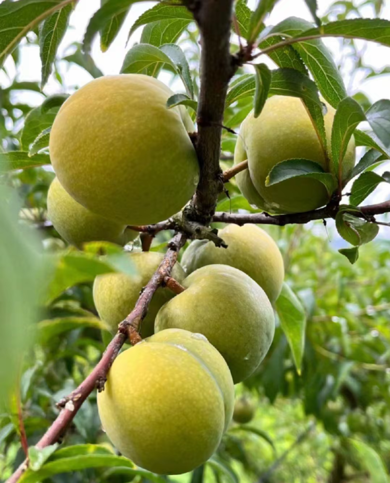 正宗六马蜂糖李