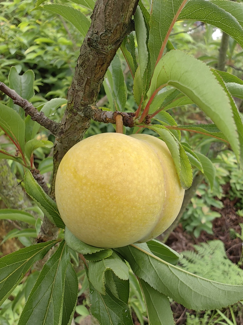 正宗六马蜂糖李