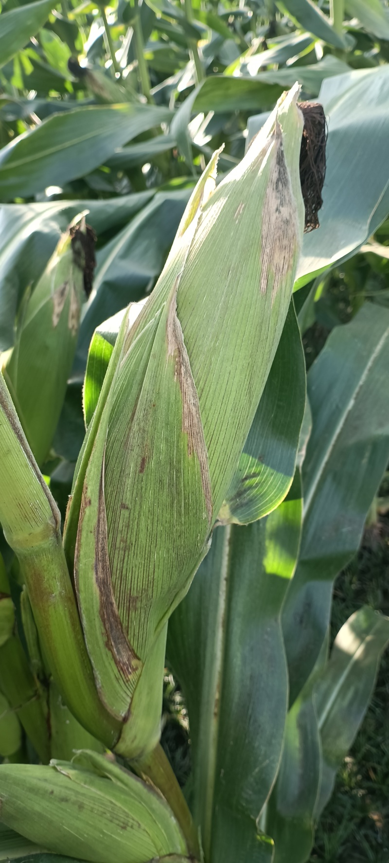 粮食玉米杂交玉米干玉米鲜玉米（玉米粑粑）