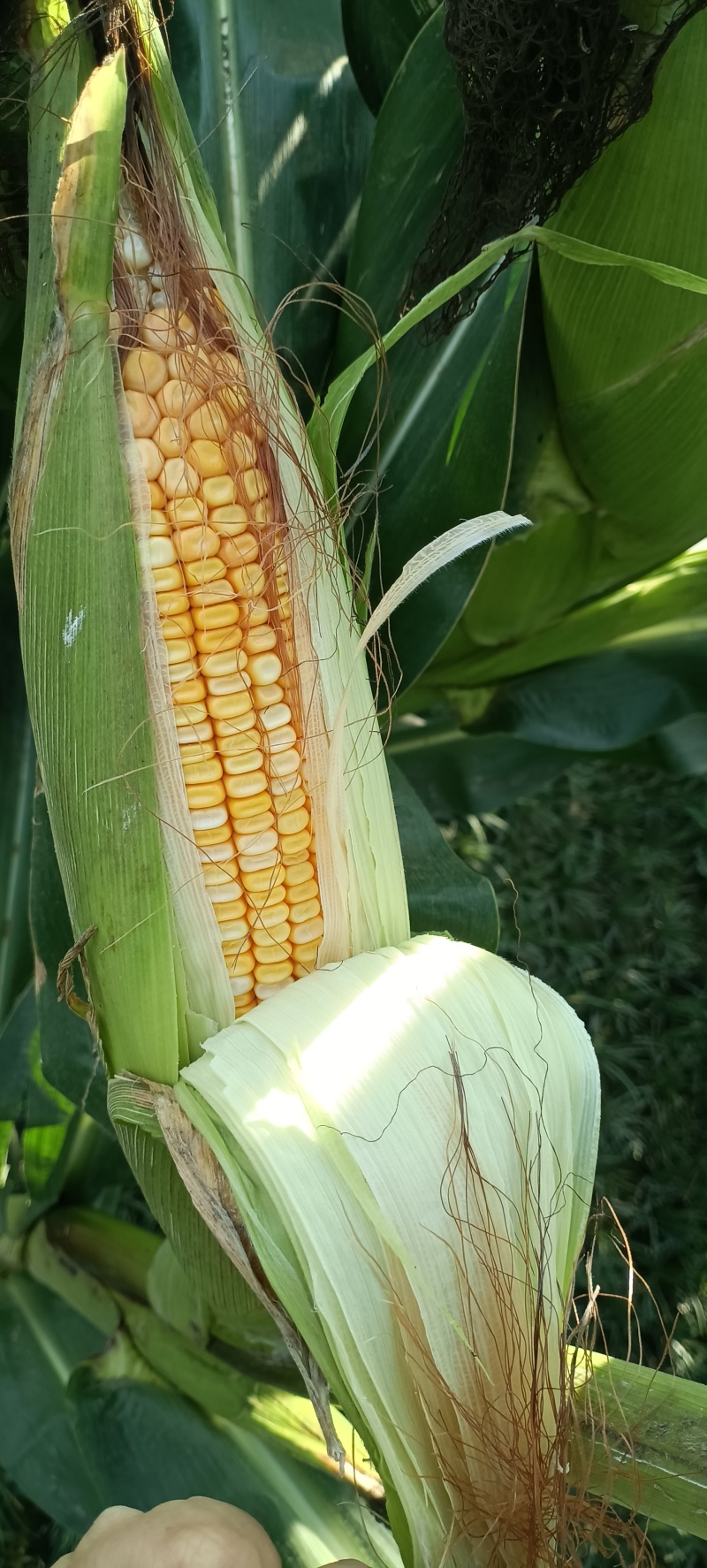 粮食玉米杂交玉米干玉米鲜玉米（玉米粑粑）