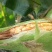 粮食玉米杂交玉米干玉米鲜玉米（玉米粑粑）