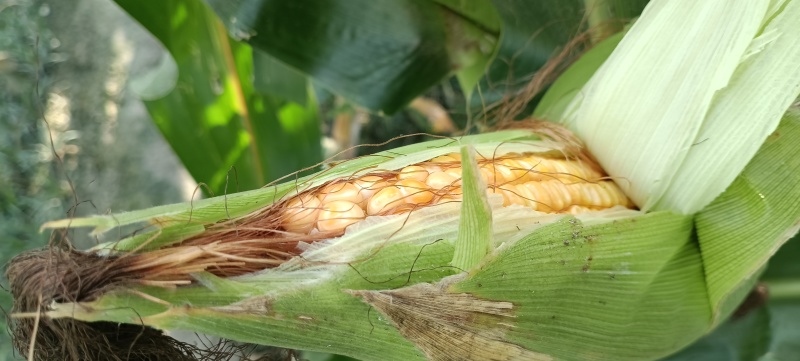 粮食玉米杂交玉米干玉米鲜玉米（玉米粑粑）