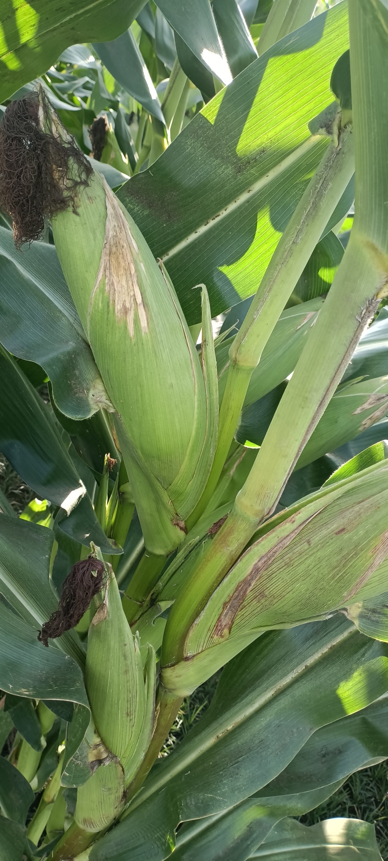 粮食玉米杂交玉米干玉米鲜玉米（玉米粑粑）