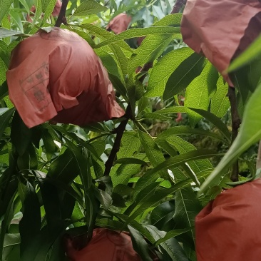 自己家种的炎陵黄桃