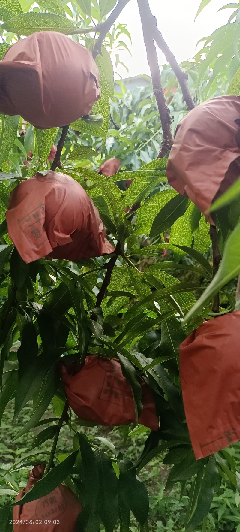 自己家种的炎陵黄桃