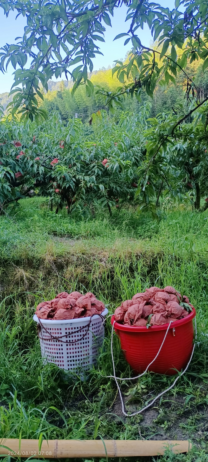自己家种的炎陵黄桃