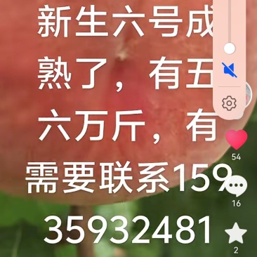 山西运城临猗北辛北马毛桃，离得近可以来看货
