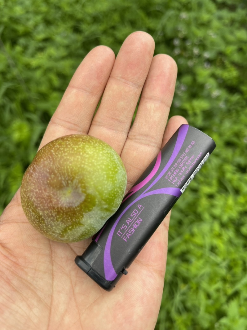 半边红大果大货
