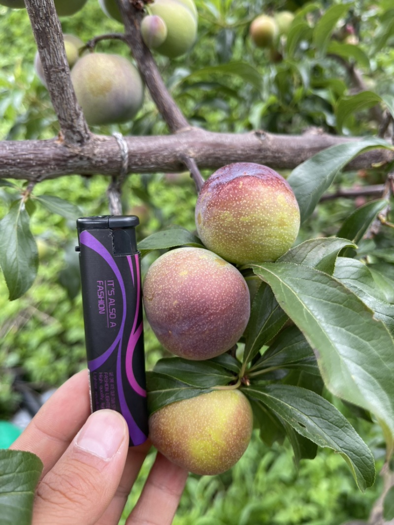 半边红大果大货