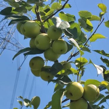 翠冠梨不多了，还有一两千斤，价格实惠，味道好